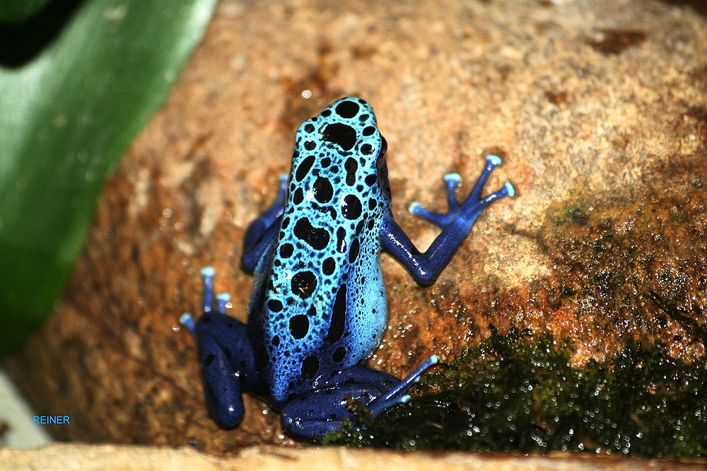 Baumsteigerfrosch