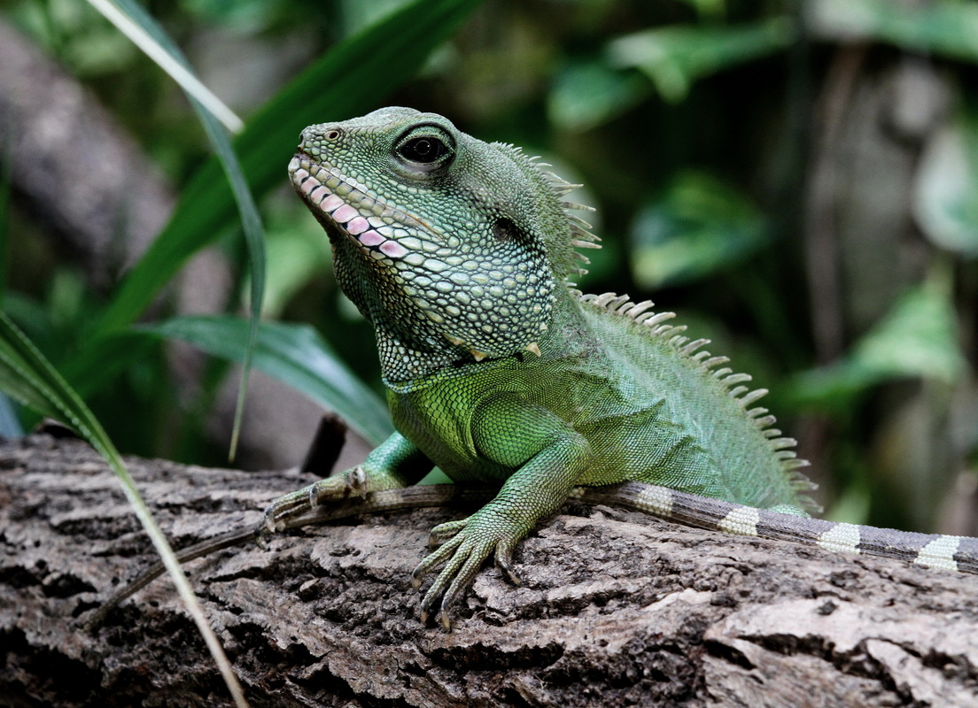 Grüne Wasseragame
