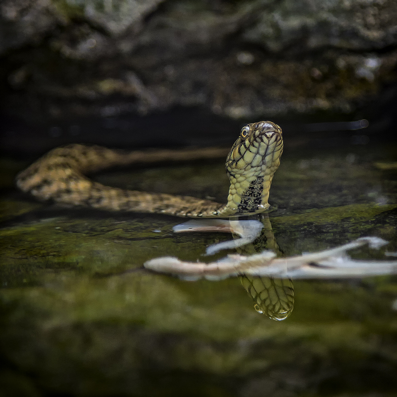 im Alpenzoo Insbruck