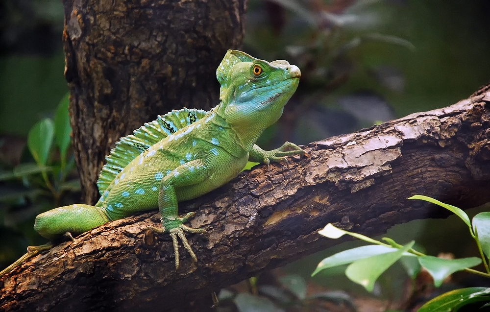 Little Dragon