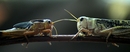 Fotos_Insekten & Spinnen