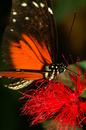 Fotos_Insekten & Spinnen