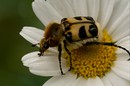 Fotos_Insekten & Spinnen