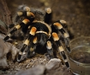 Fotos_Insekten & Spinnen