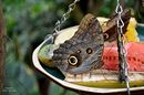 Fotos_Insekten & Spinnen