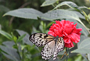 Fotos_Insekten & Spinnen