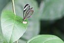 Schmetterling 3
