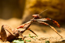 Fotos_Insekten & Spinnen