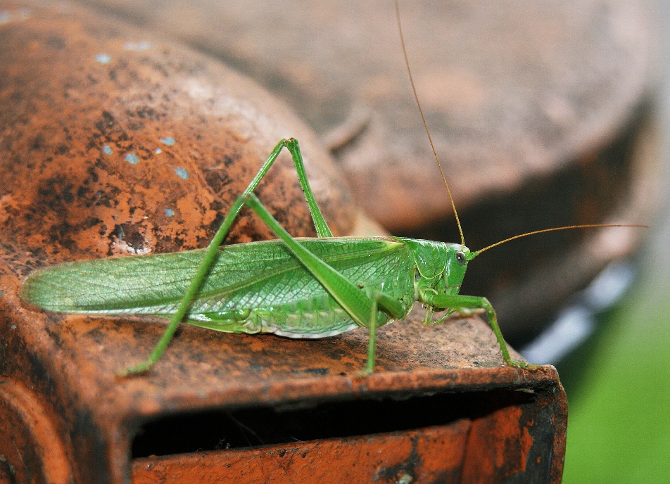 Es grünt so grün....