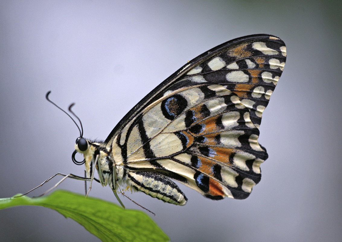 Butterfly