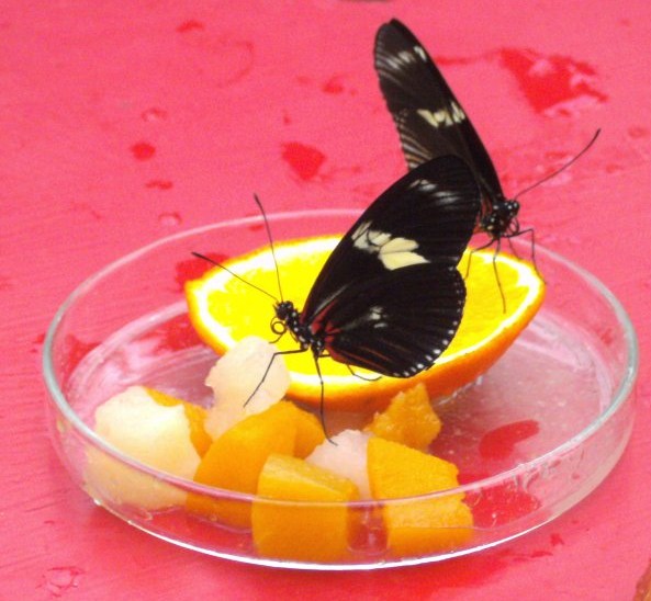 Schmetterlinge auf Obst