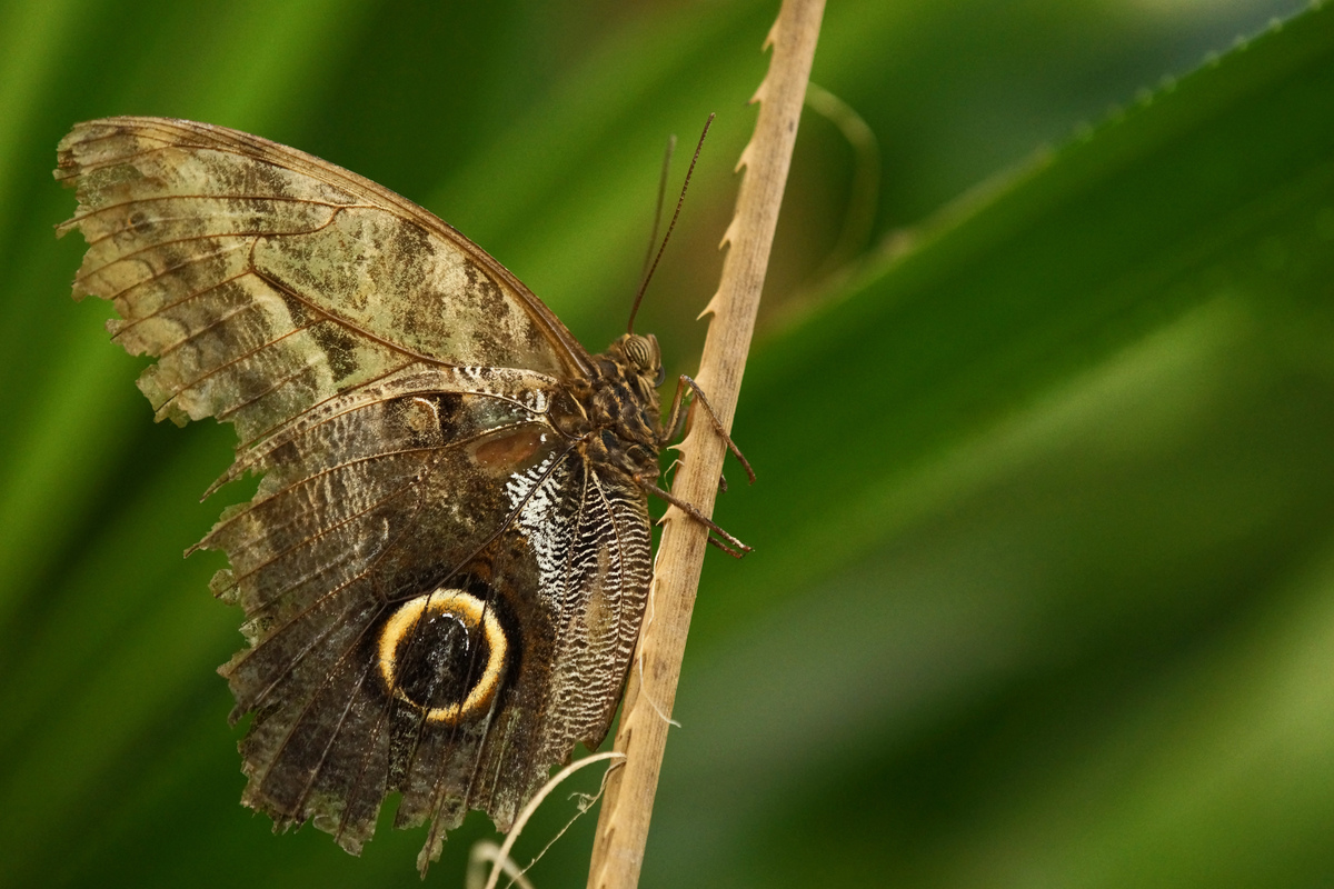 Schmetterling