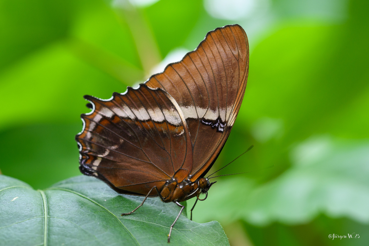 Siproeta epaphus