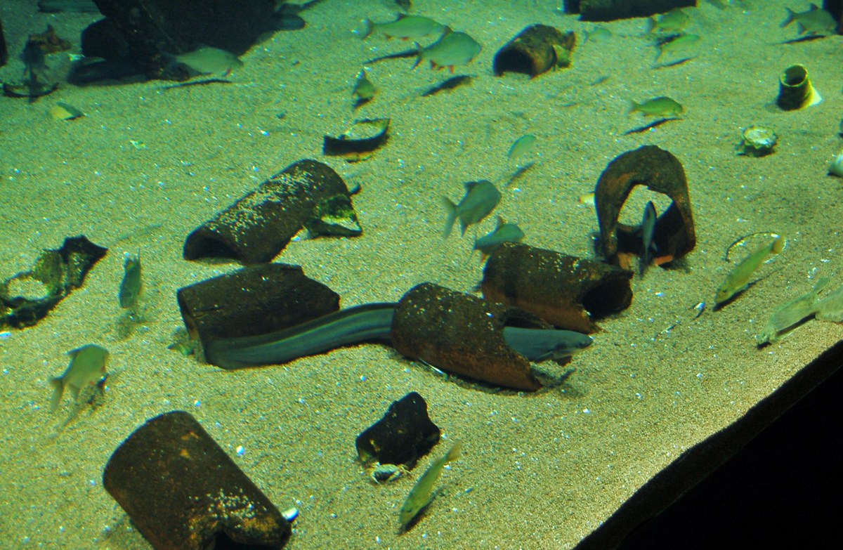 Zoo