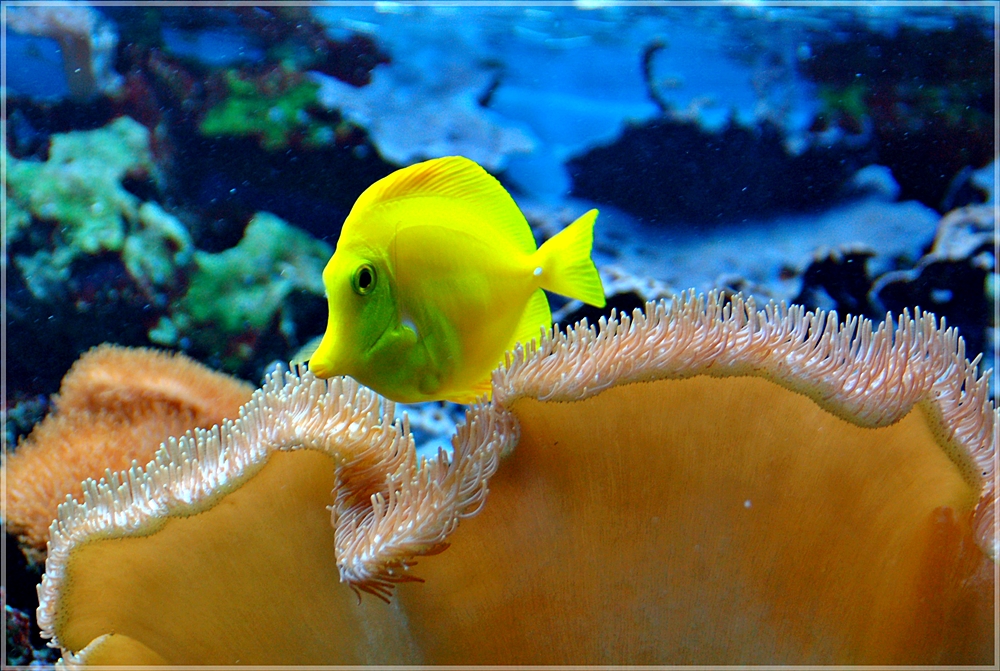 little yellow