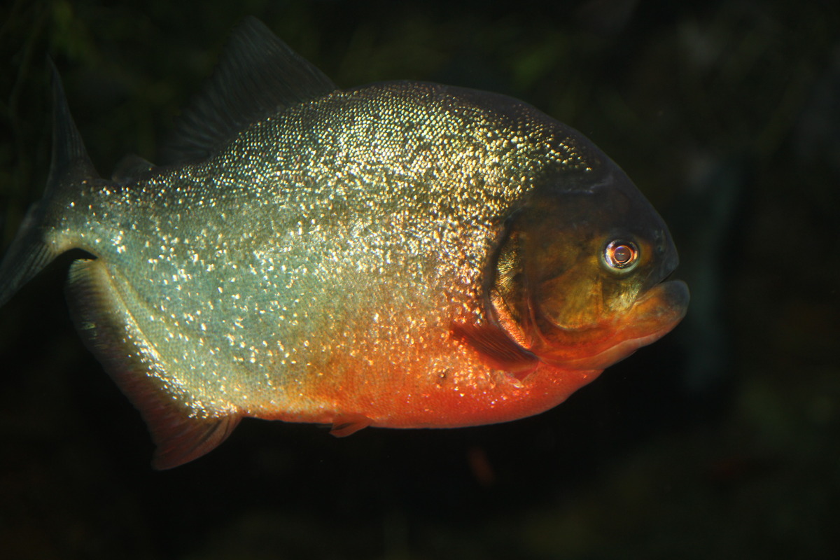 Piranha
