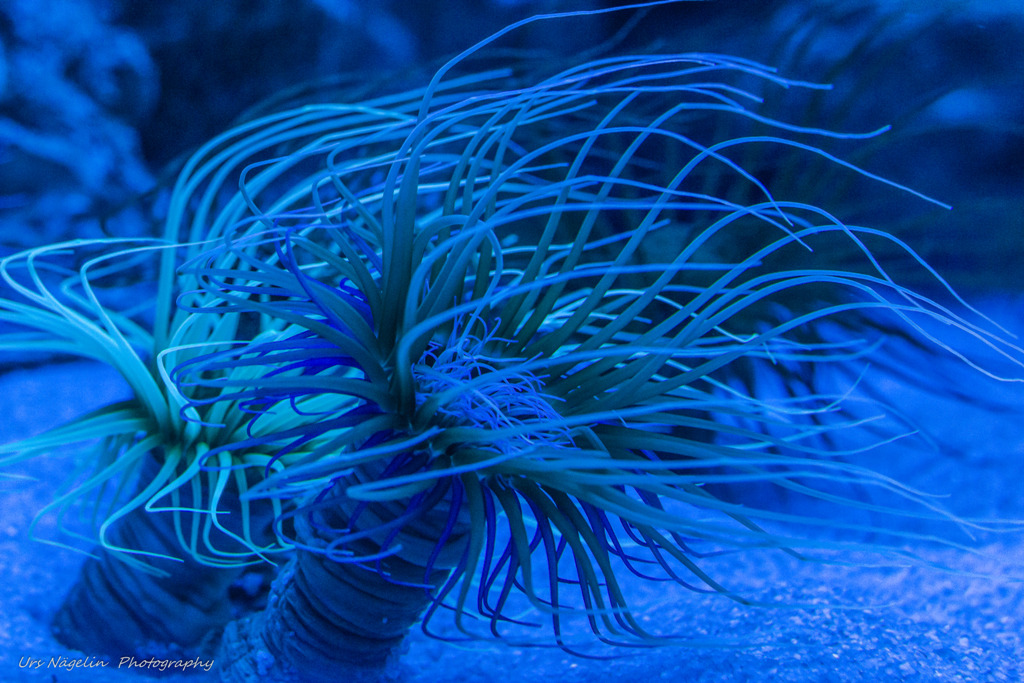 Blau in Blau, aber sehr schön!