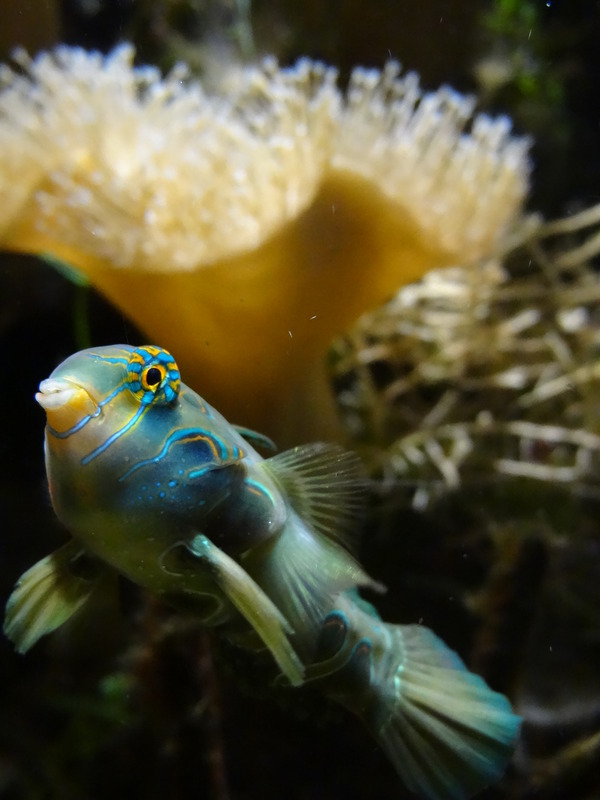 Testbilder der Sony HX10 - ein toller Fisch dessen Namen ich leider nicht kenne.....