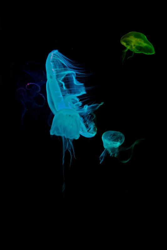 dancin´ Jellyfish