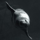 Fotos_Meeressäuger