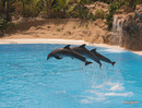 Delphin Synchronspringen