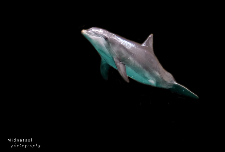 Dolphin series: Flying dolphin