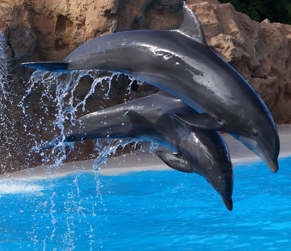 Delfin power