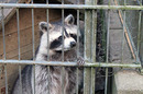 Fotos_Nagetiere & Hasenartige