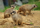 Fotos_Nagetiere & Hasenartige