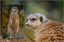 Fotos_Nagetiere & Hasenartige