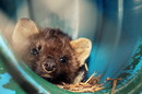 Fotos_Nagetiere & Hasenartige