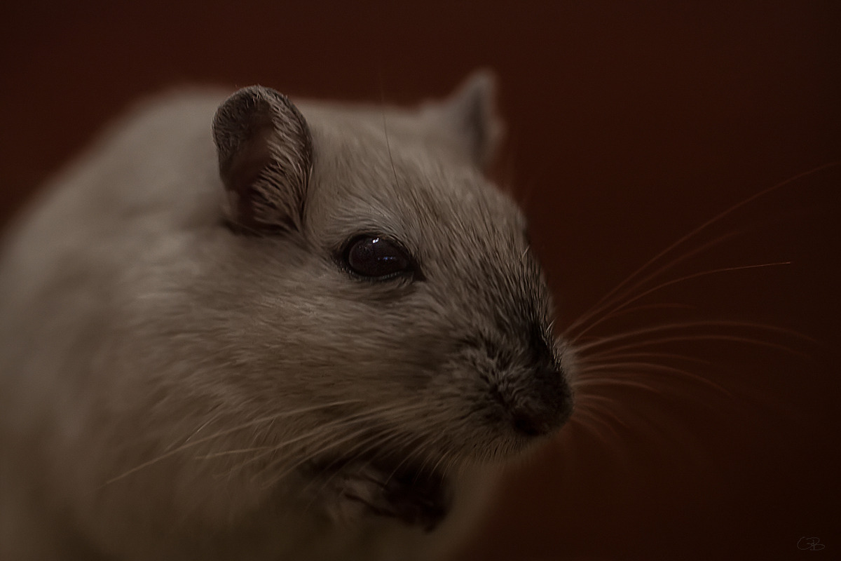 Wüstenrennmaus