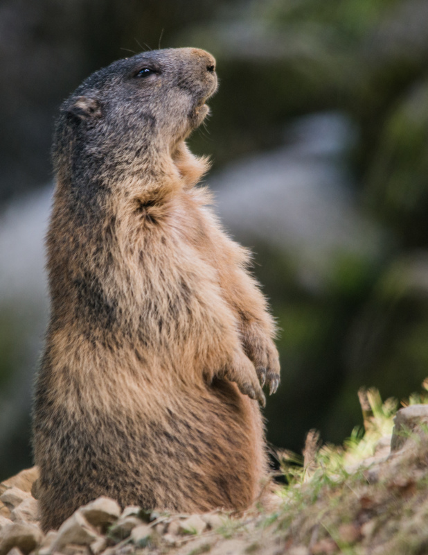 mit den Murmeltieren auf Augenhöhe1