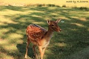 Bambi ist erwachsen geworden
