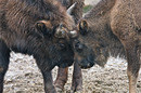 Junge Bison