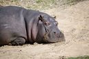 Hippo
