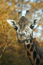 Giraffe_07