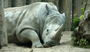 Nashorn