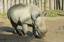 Nashorn