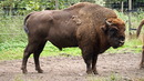 Bison Junges im Wildpark Poing