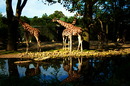 Hagenbeck