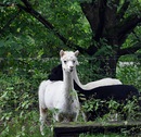 Alpakas