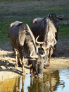Durstige Gnus