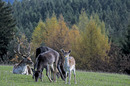 Am Damwildgehege