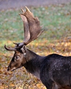 Damhirsch...........