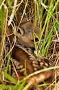 Rehkitz im Versteck...........