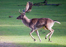 Hirsch im vollen Lauf
