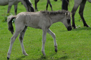 Echtes Wildpferd fohlen 2