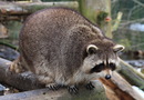 Waschbär
