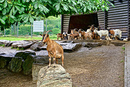 Im Opel-Zoo - Afrikanische Zwergziege